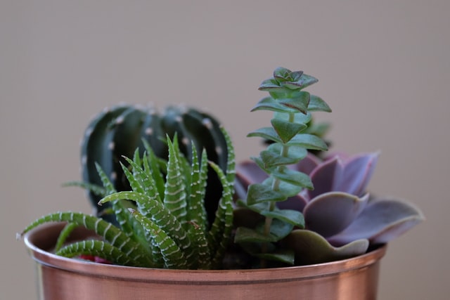 bowl of succulent arrangement