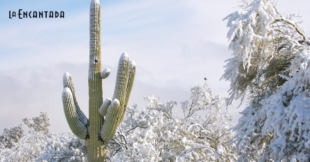 La Encantada's Enchanted Snowfall