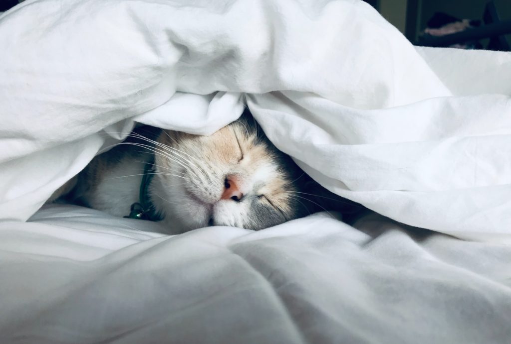 cat sleeping under the covers