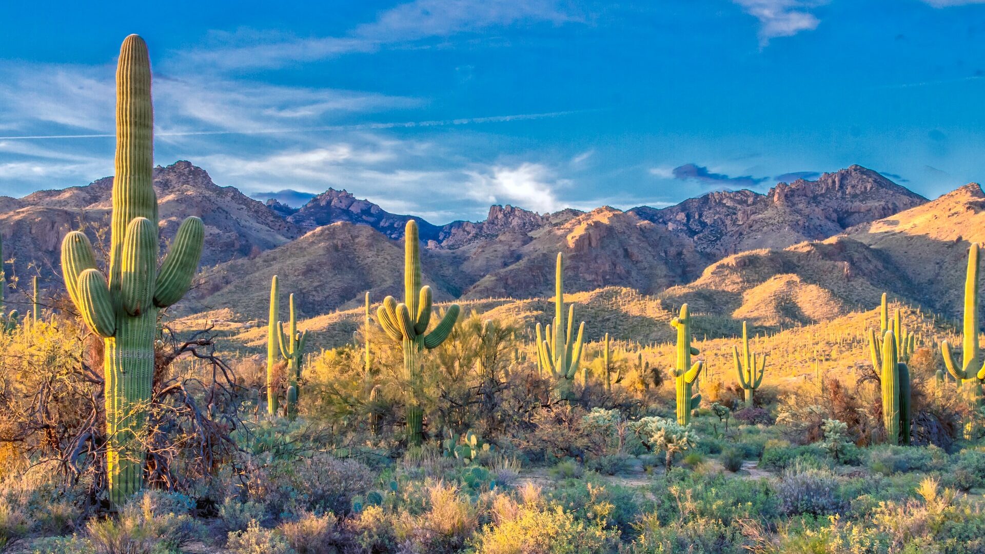 Cactuses in the desert