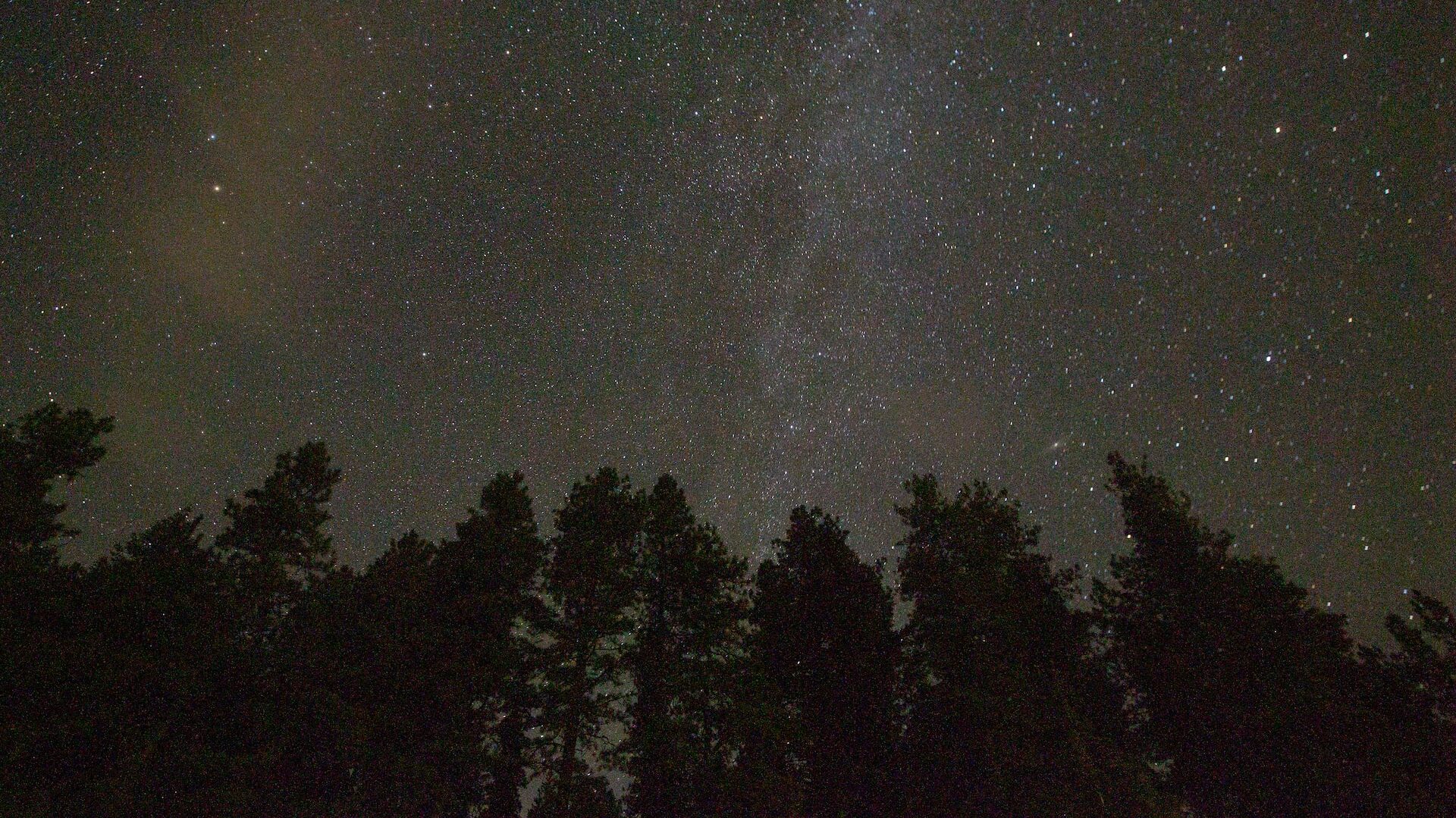Night sky with stars and outline of trees