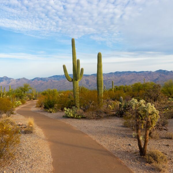 Tucson Arizona desert