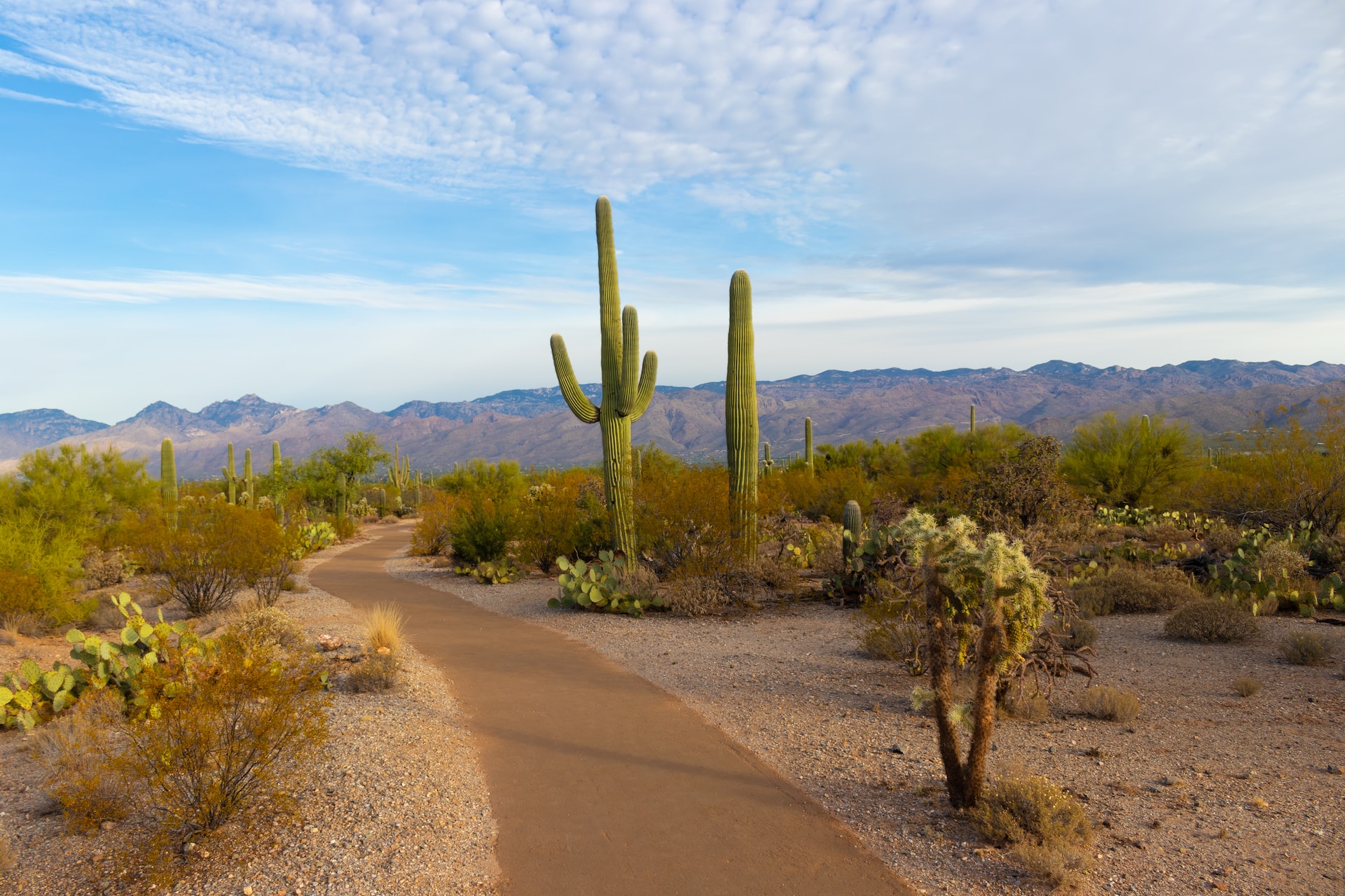 Best of Tucson 11 Things To Do in Tucson in May 2023 image