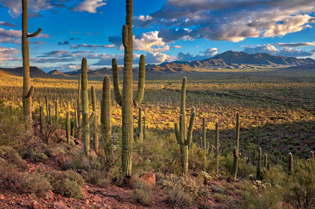 Cactuses in Saguaro National Park