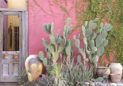 Outside of a barrio house with cacti 